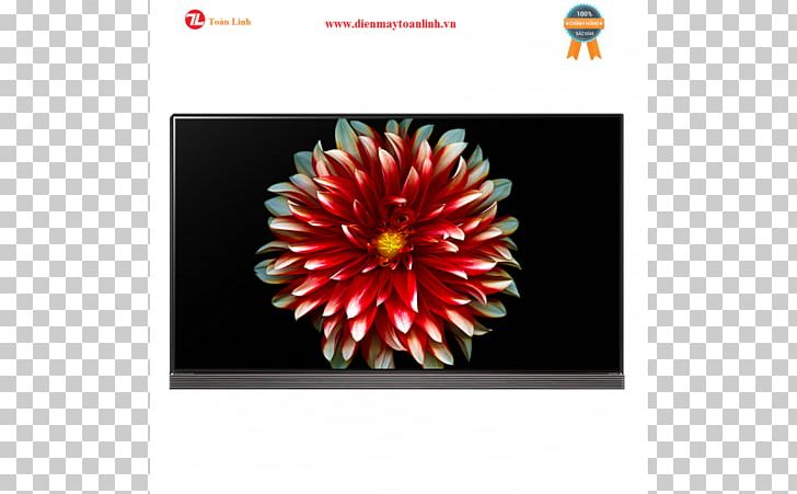 LG Electronics OLED 4K Resolution Television PNG, Clipart, 4k Resolution, Chrysanths, Daisy Family, Flora, Flower Free PNG Download