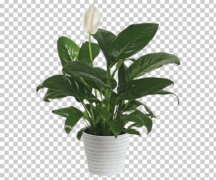 Peace Lily Flowerpot Houseplant Cut Flowers PNG, Clipart, Arrowroot, Arrowroot Family, Ceramic, Chemical Compound, Com Free PNG Download