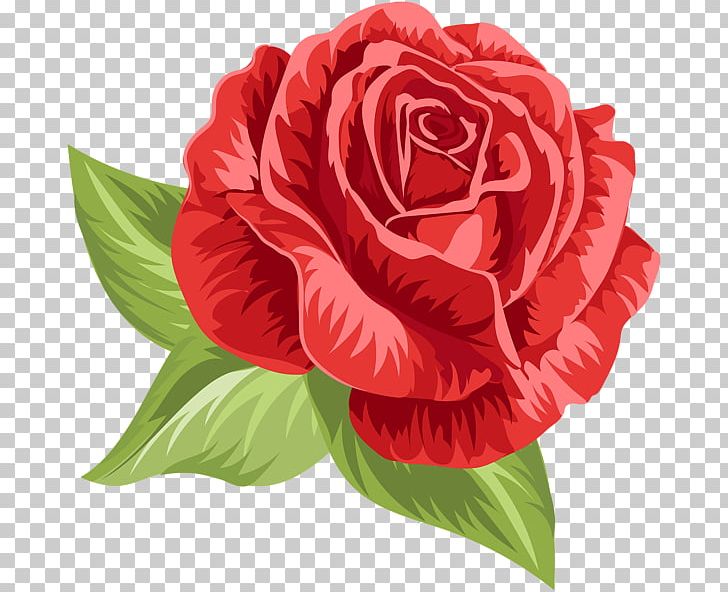 Rose PNG, Clipart, Rose Free PNG Download