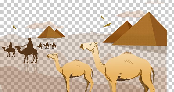 Sahara Camel Arabian Desert PNG, Clipart, Animals, Arabian Camel, Background Vector, Camel Like Mammal, Camel Train Free PNG Download