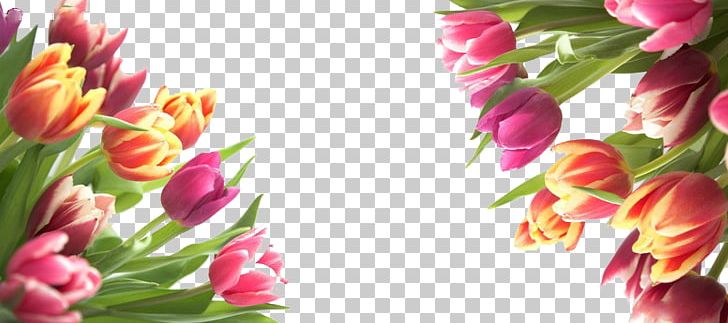 Tulip Flower PNG, Clipart, Artificial Flower, Bouquet, Colorful Background, Color Pencil, Colors Free PNG Download