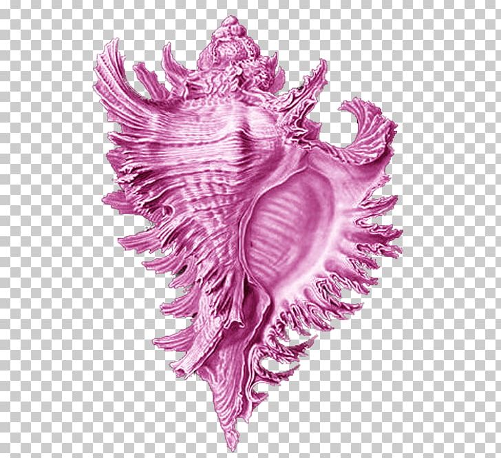Art Forms In Nature Seashell Conch Brittle Star Sea Snail PNG, Clipart, Botanical Illustration, Conch, Ernst Haeckel, Frame Free Vector, Free Free PNG Download