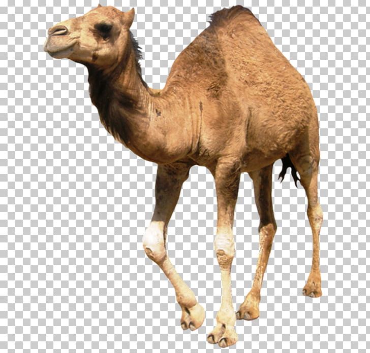 Dromedary Cattle Wildlife Terrestrial Animal Snout PNG, Clipart, Aime, Animal, Arabian Camel, Bonne, Camel Free PNG Download