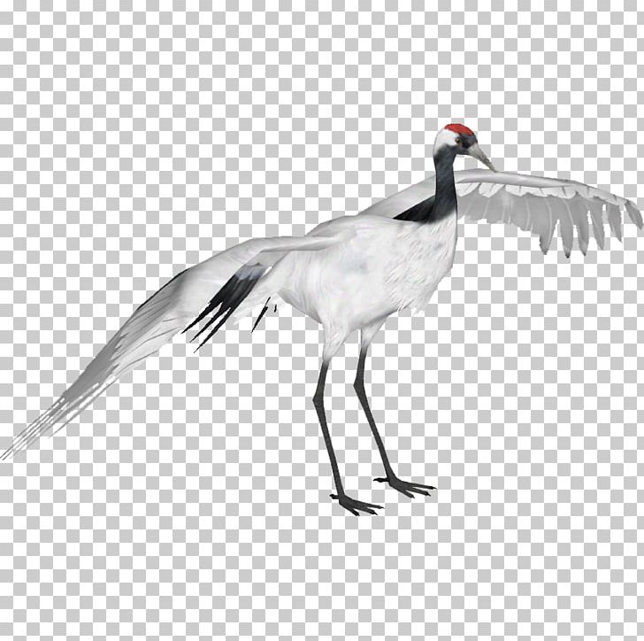 Red-crowned Crane Bird Sandhill Crane Whooping Crane PNG, Clipart, Anatidae, Animal, Beak, Bird Migration, Blacknecked Crane Free PNG Download