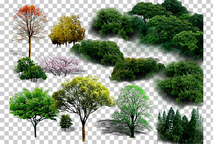 Tree PNG, Clipart, Autumn Tree, Branch, Christmas Tree, Conifer, Conifers Free PNG Download
