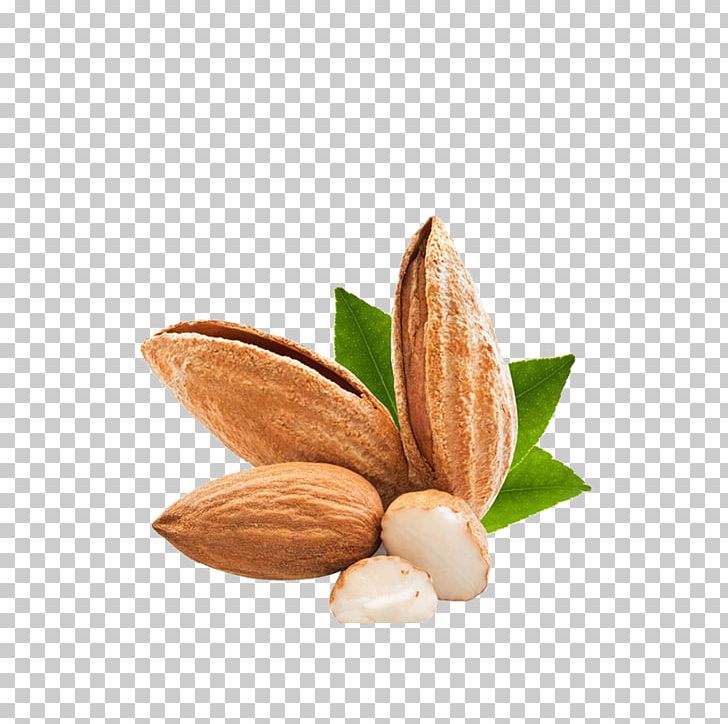 Nut Almond PNG, Clipart, Adobe Illustrator, Christmas Decoration, Commodity, Decoration, Decorative Free PNG Download