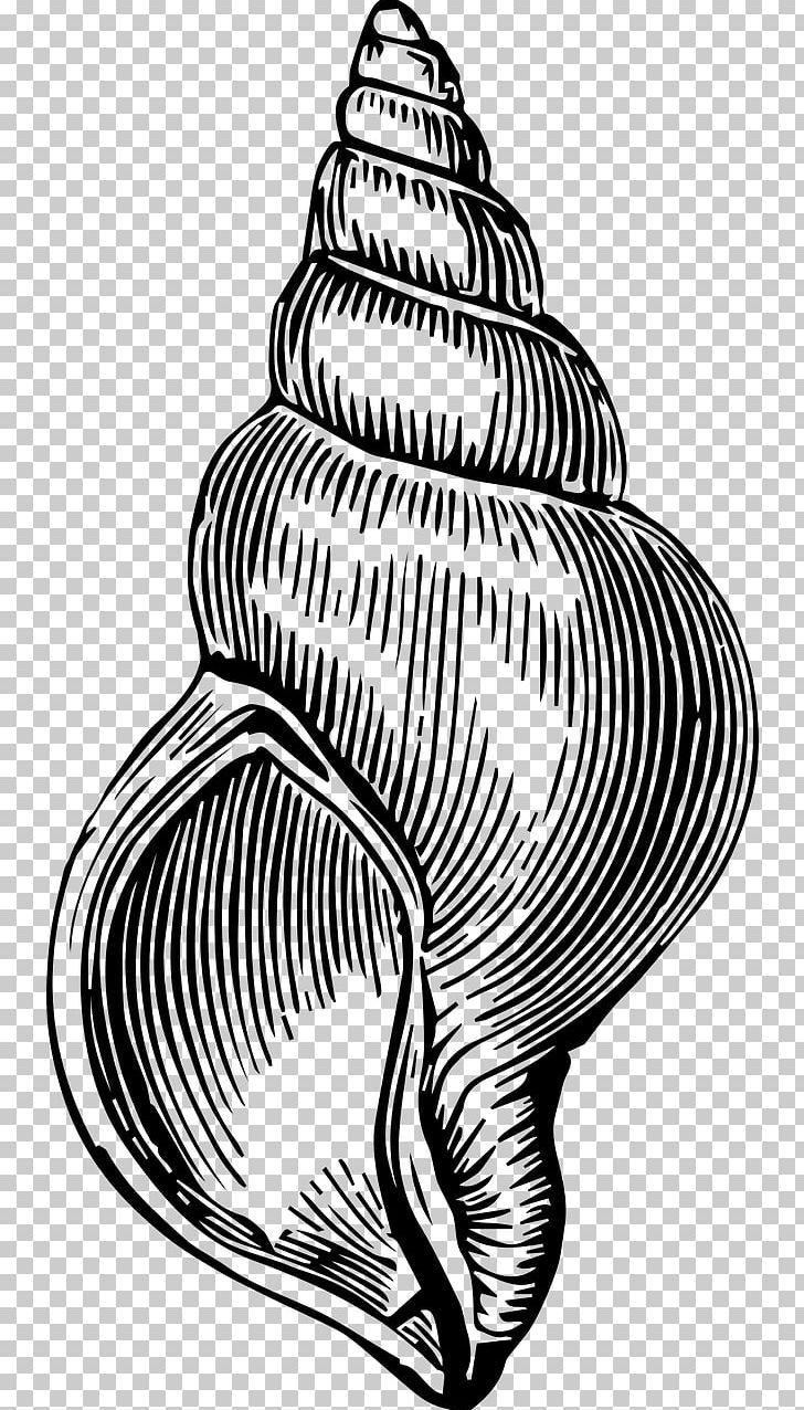 Seashell Black And White PNG, Clipart, Animals, Black And White, Circle, Conch, Download Free PNG Download