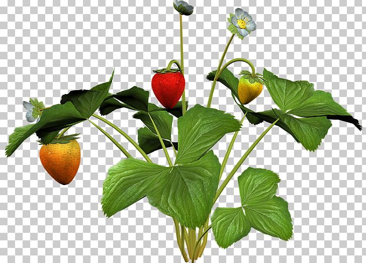 Wild Strawberry Fruit Aedmaasikas PNG, Clipart, Adult Child, Aedmaasikas, Auglis, Berry, Books Child Free PNG Download