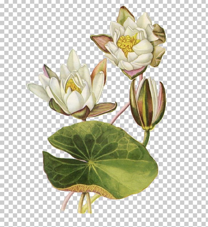 Botanical Illustration Botany Water Lilies Flower Nelumbo Nucifera PNG, Clipart, Art, Bot, Botanical Illustration, Egyptian Lotus, Essay Free PNG Download
