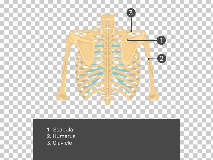 Scapula Anatomy Human Skeleton Teres Major Muscle Bone PNG, Clipart, Anatomy, Arm, Bone, Costume Design, Diagram Free PNG Download