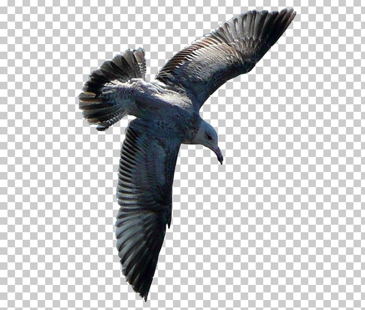Seabird Gulls PNG, Clipart, Accipitriformes, Adobe Fireworks, Animals, Beak, Bird Free PNG Download