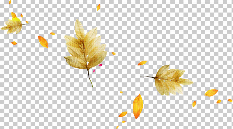 Yellow Leaf Plant Flower Petal PNG, Clipart, Flower, Leaf, Petal, Plant, Tree Free PNG Download