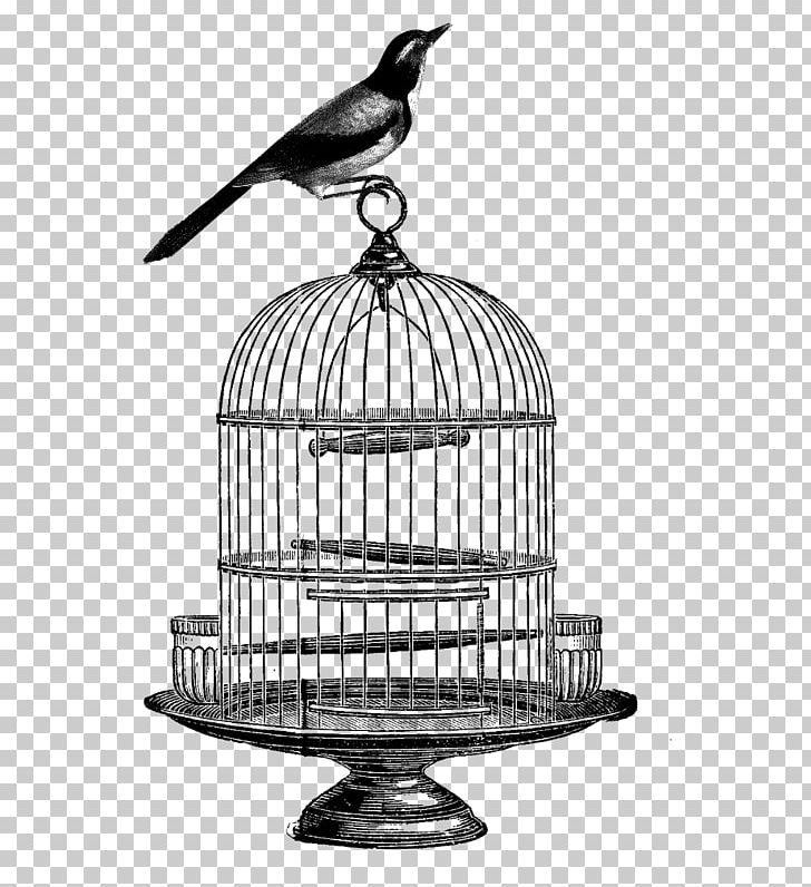 Birdcage PNG, Clipart, Animals, Beak, Bird, Birdcage, Black And White Free PNG Download