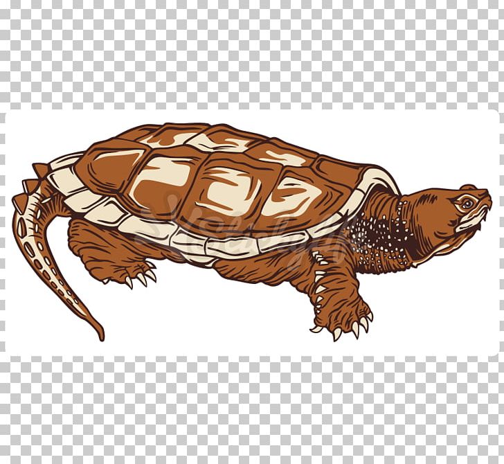 Box Turtles Common Snapping Turtle Tortoise Sea Turtle PNG, Clipart, Animal, Box Turtle, Box Turtles, Chelydridae, Common Snapping Turtle Free PNG Download