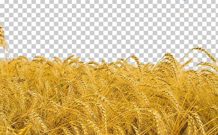 Common Wheat Crop High-definition Television Cereal PNG, Clipart, Agriculture, Avena, Fields, Food, Food Grain Free PNG Download