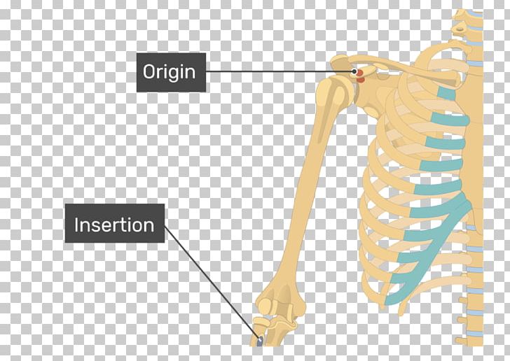 Coracobrachialis Muscle Biceps Deltoid Muscle Origin And Insertion PNG, Clipart, Anatomy, Angle, Arm, Biceps, Brachialis Muscle Free PNG Download