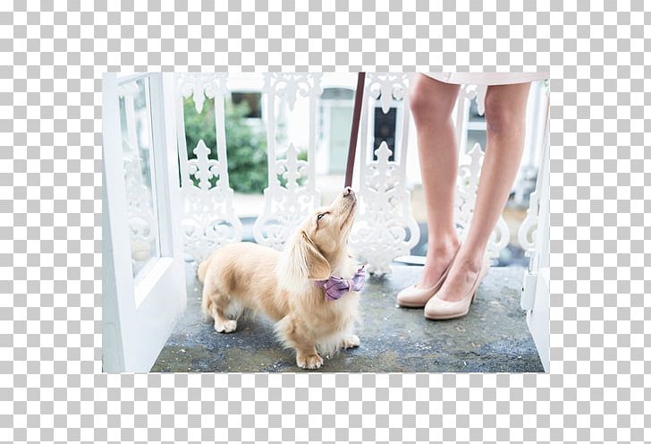 Golden Retriever Puppy Dog Breed Leash Companion Dog PNG, Clipart, Animals, Breed, Carnivoran, Collar, Companion Dog Free PNG Download