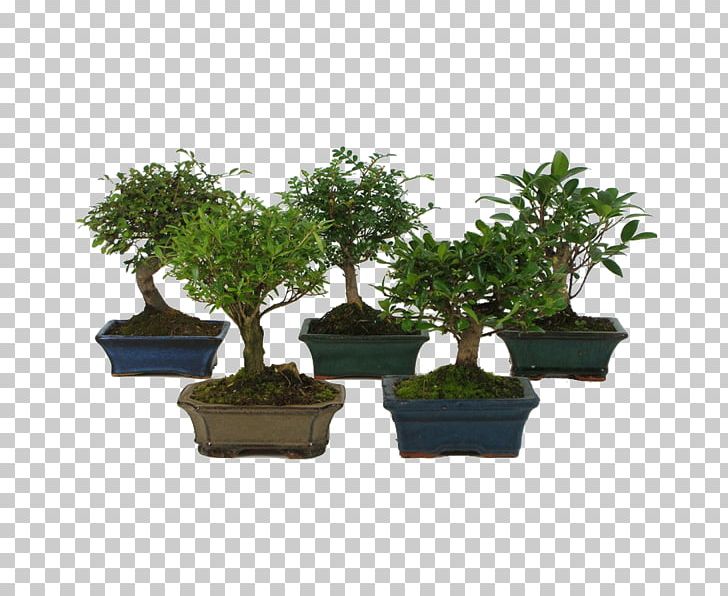 Bonsai Houseplant Sageretia Theezans Tree PNG, Clipart, Bonsai, Carmona, Evergreen, Ficus Microcarpa, Fig Trees Free PNG Download