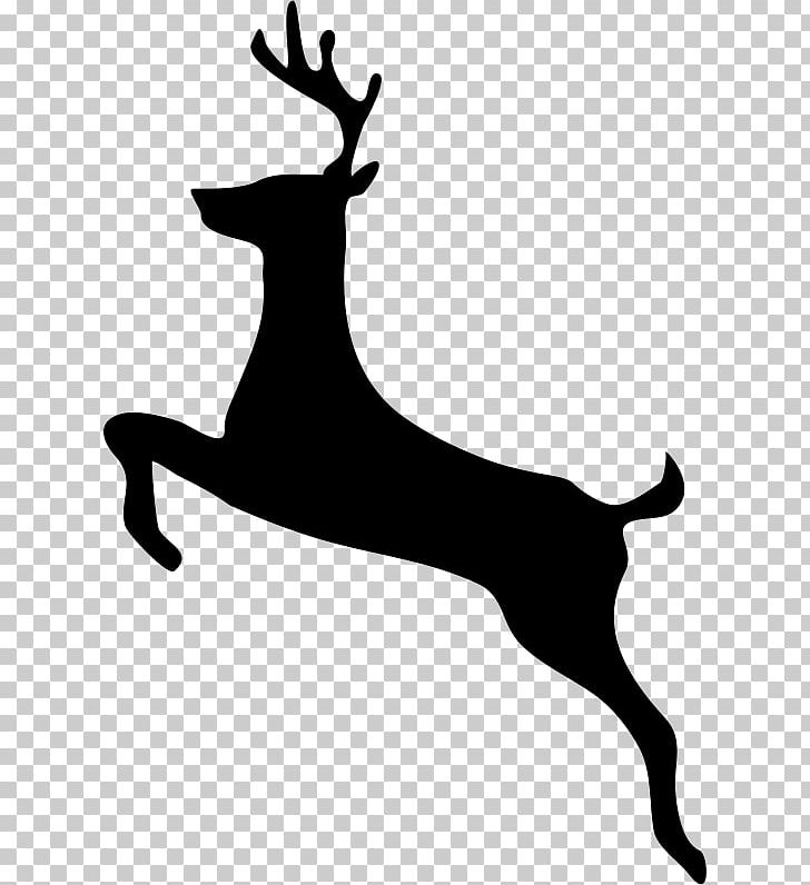 White-tailed Deer PNG, Clipart, Animals, Antler, Art, Black And White, Chevrotain Free PNG Download