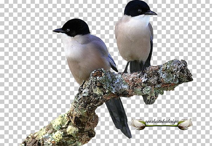 Beak Passerine Bird PNG, Clipart, Beak, Bird, Dieren, Fauna, Passerine Free PNG Download