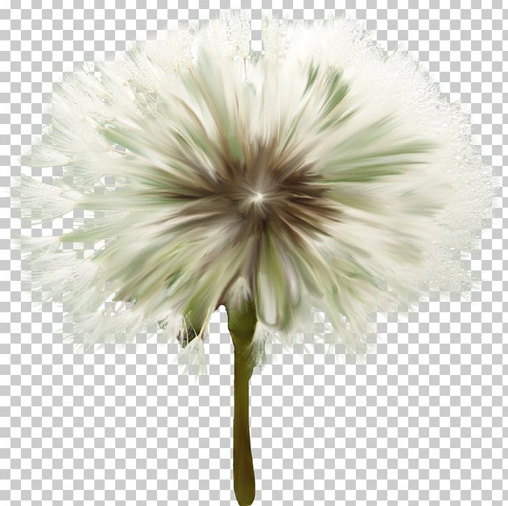 Flower Pin Lead .de .je PNG, Clipart, Advertising, Cicek, Cicek Resimleri, Dandelion, Flora Free PNG Download