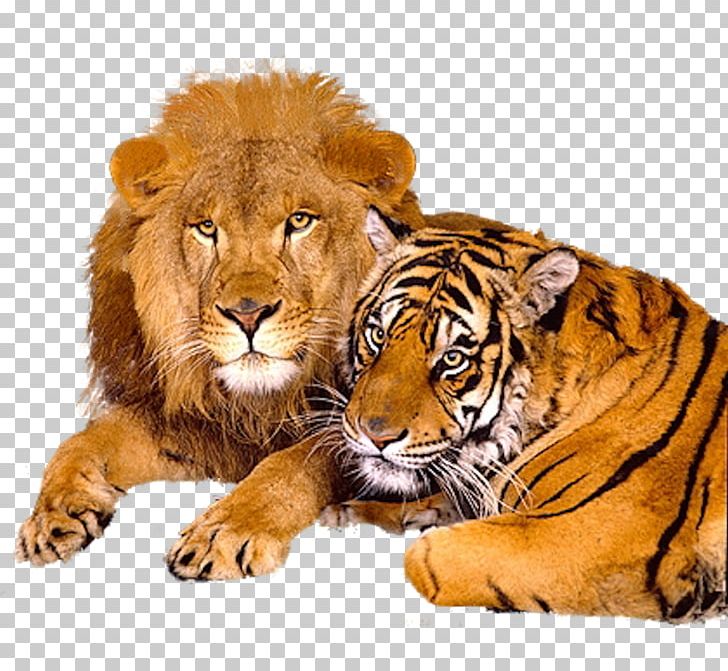 Lion & Tiger Big Cat Jaguar PNG, Clipart, Animal, Animals, Apex Predator, Big Cat, Big Cats Free PNG Download