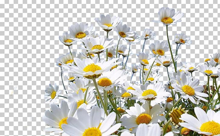 Common Daisy Chamomile PNG, Clipart, Calling The Shots Espresso, Camomile, Chamaemelum Nobile, Computer Wallpaper, Daisy Free PNG Download