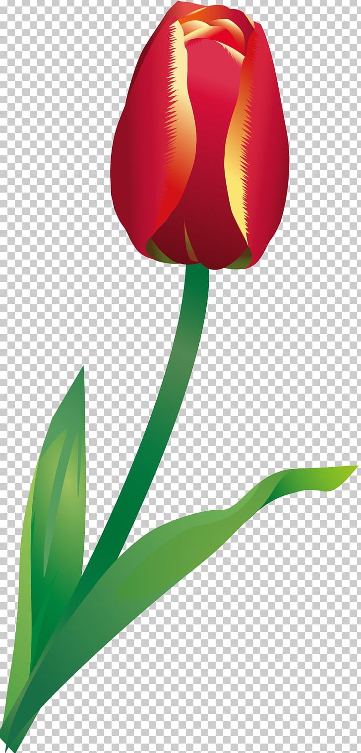 Flowering Plant Tulip Liliaceae Plant Stem PNG, Clipart, Flower, Flowering Plant, Flowers, Leaf, Liliaceae Free PNG Download