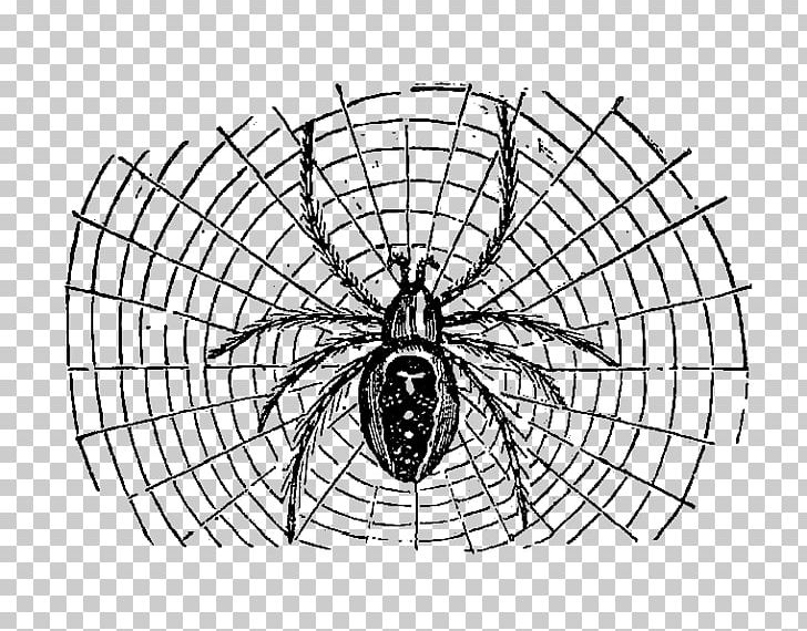 Spider Web Halloween PNG, Clipart, Arachnid, Area, Black And White, Circle, Craft Free PNG Download