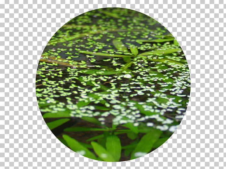 Vegetation Leaf Lawn Tree PNG, Clipart, Grass, Lawn, Leaf, Plant, Tree Free PNG Download