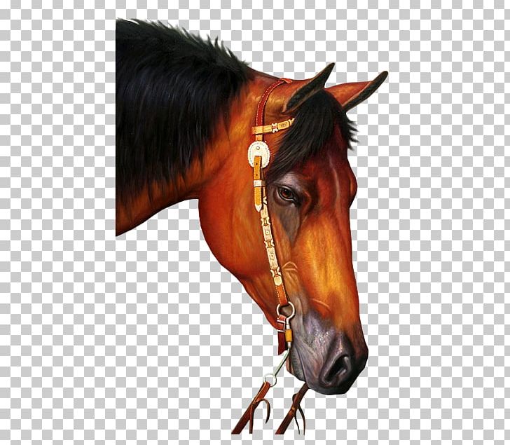 Arabian Horse Gallop PhotoFiltre Endurance Riding PNG, Clipart, Arabian Horse, At Resimleri, Bit, Bridle, Cheval Free PNG Download