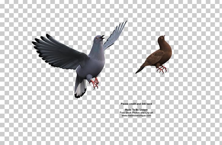 Duck Columbidae Rock Dove Bird Parrot PNG, Clipart, Animals, Beak, Bird, Bird Flight, Bird Fly Free PNG Download
