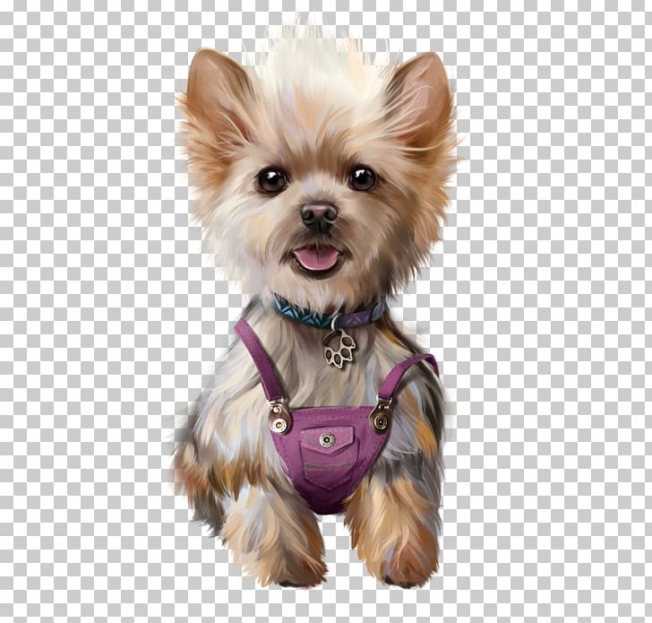 Yorkshire Terrier Maltese Dog Chihuahua Puppy Boston Terrier PNG, Clipart, Animals, Boston Terrier, Carnivoran, Cat, Chihuahua Free PNG Download