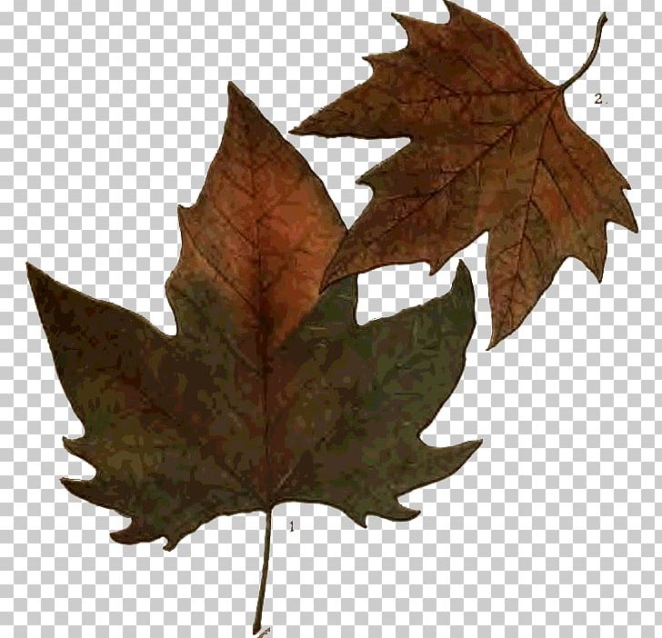 Maple Leaf Adobe Photoshop Autumn Photography PNG, Clipart, Autumn, Gimp, Leaf, Maple Leaf, Maple Tree Free PNG Download