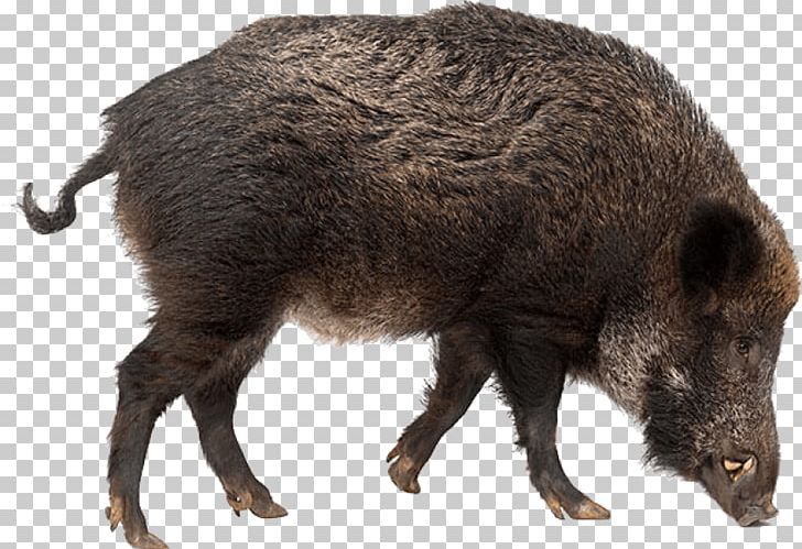 Wild Boar Stock Photography PNG, Clipart, Boar, Computer Icons, Domestic Pig, Download, Fauna Free PNG Download