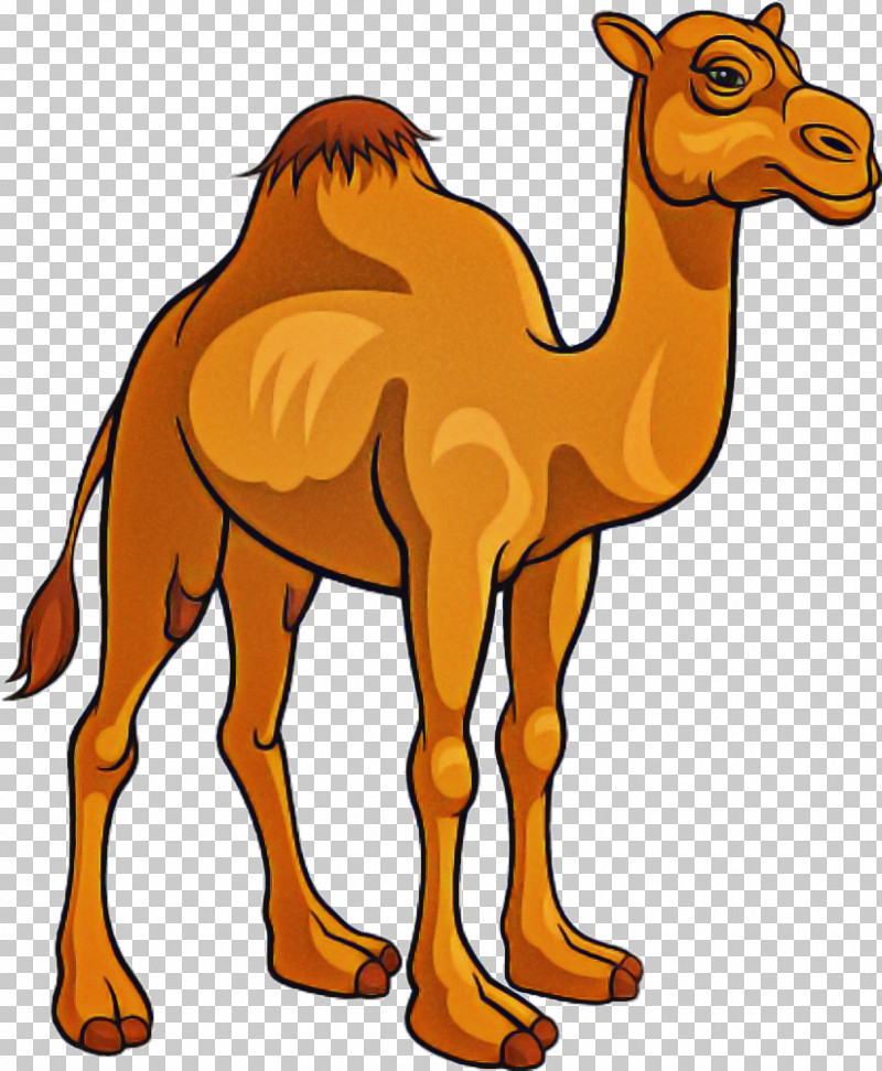 Camel Camelid Arabian Camel Animal Figure Wildlife PNG, Clipart, Animal Figure, Arabian Camel, Camel, Camelid, Cartoon Free PNG Download