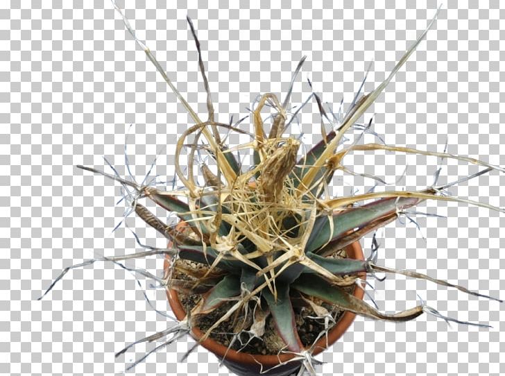 Cactaceae Astrophytum Myriostigma Leuchtenbergia Astrophytum Asterias Strawberry Hedgehog Cactus PNG, Clipart, Astrophytum, Astrophytum Asterias, Astrophytum Myriostigma, Austria, Cactaceae Free PNG Download