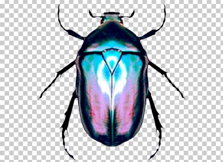 Scarabs Golden Tortoise Beetle Torynorrhina Flammea PNG, Clipart, Animal, Animals, Arthropod, Beetle, Elytron Free PNG Download