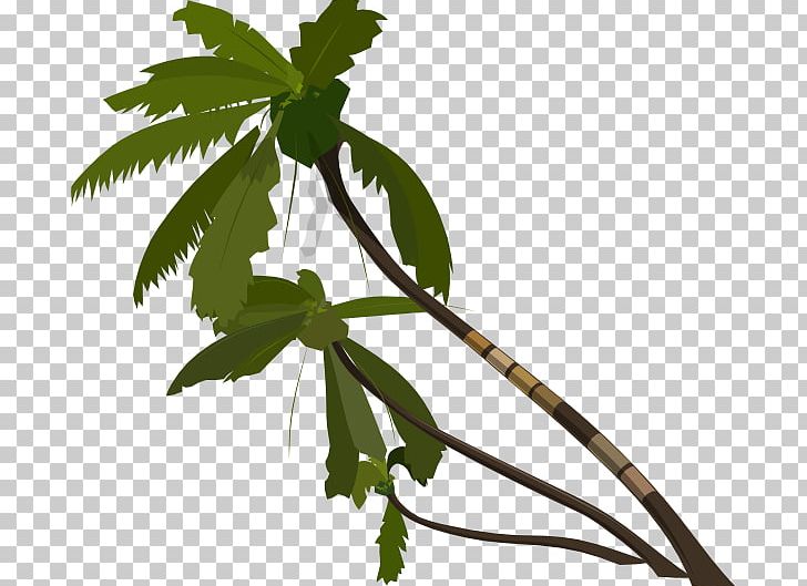 Tree Jungle Tropical Rainforest PNG, Clipart, Arecaceae, Branch, Drawing, Flower, Flowering Plant Free PNG Download