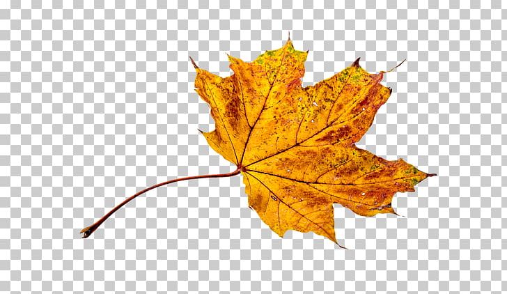 Autumn Leaf Color Autumn Leaf Color PNG, Clipart, Autumn, Autumn Leaf Color, Color, Desktop Wallpaper, Leaf Free PNG Download