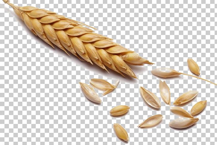 Wheat Cereal Malt Whole Grain PNG, Clipart, Barley, Brewing, Cartoon Wheat, Cereal, Cereal Germ Free PNG Download