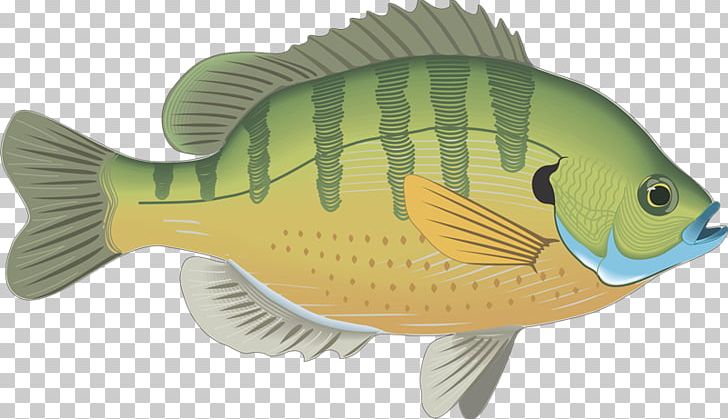 Bluegill Fish Gill Actinopterygii Drawing PNG, Clipart