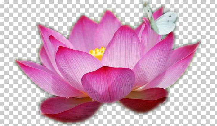 Nelumbo Nucifera Flower Water Lilies Drawing Pink PNG, Clipart, Abundancia, Aquatic Plant, Arumlily, Blossom, Closeup Free PNG Download