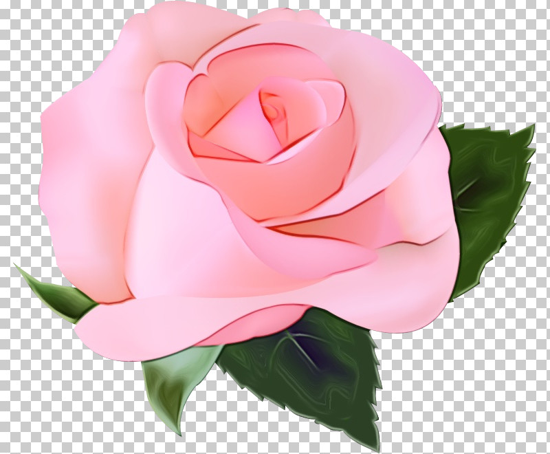 Garden Roses PNG, Clipart, Artificial Flower, Camellia, China Rose, Closeup, Cut Flowers Free PNG Download