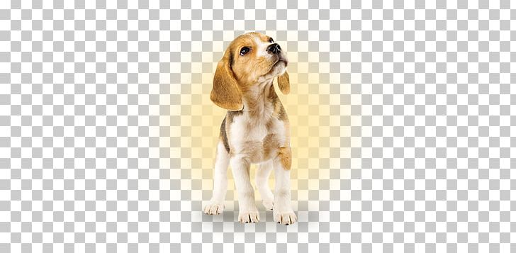 Beagle Puppy Jack Russell Terrier French Bulldog Miniature Schnauzer PNG, Clipart, Animals, Beagle, Carnivoran, Companion Dog, Cuteness Free PNG Download