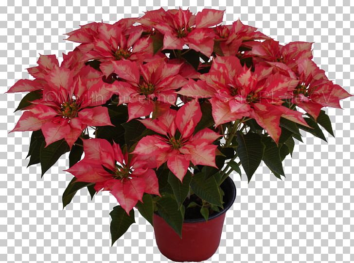 Cut Flowers Flowerpot Poinsettia Houseplant PNG, Clipart, Annual Plant, Buttercup, Cut Flowers, Do It Yourself, Floristry Free PNG Download