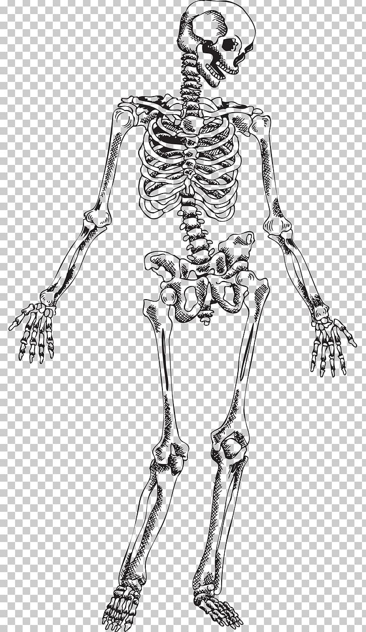 Human Skeleton Skull PNG, Clipart, Anatomy, Arm, Art, Bone, Costume Design Free PNG Download
