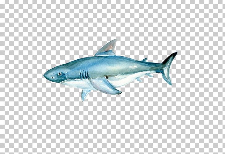 Tiger Shark Watercolor Painting Great White Shark PNG, Clipart, Animals, Beast, Blue, Carcharhiniformes, Cartilaginous Fish Free PNG Download