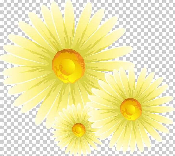 Chrysanthemum Common Daisy Flower PNG, Clipart, Chrysanthemum Chrysanthemum, Chrysanthemums, Chrysanthemum Vector, Daisy Family, Encapsulated Postscript Free PNG Download