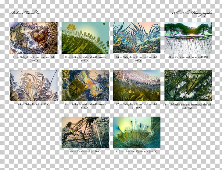 Photography Printing Fine Art PNG, Clipart, 4 May, Animal, Art, Artist, Ecosystem Free PNG Download